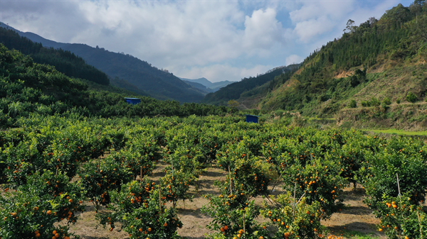 高良乡沃柑全景 (4).bmp